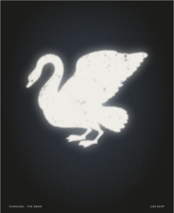A11 · Swan
